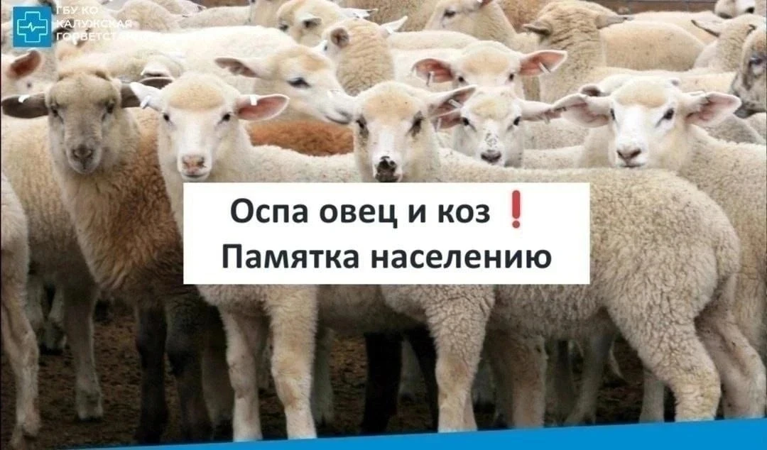 🐑 Оспа овец и коз — смертельно опасная зараза, о которой важно знать каждому владельцу

Болезнь выз