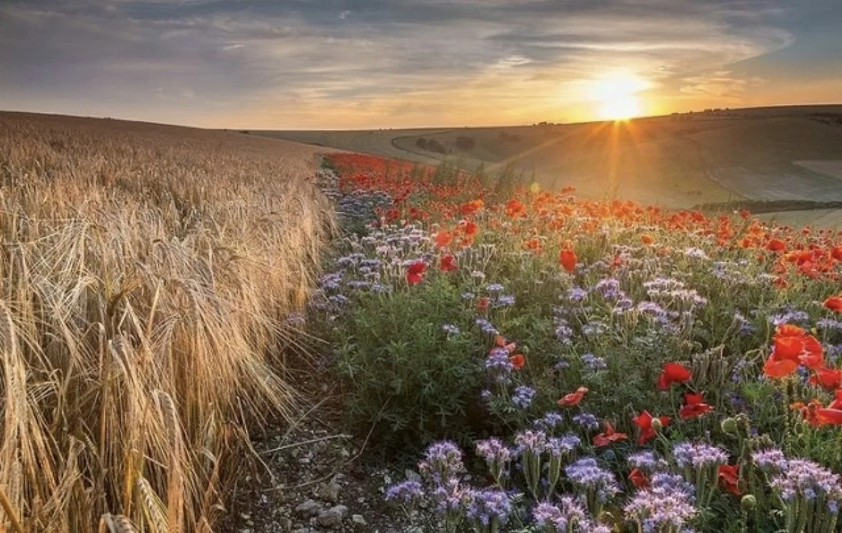 В августе свои дни рождения отмечают: