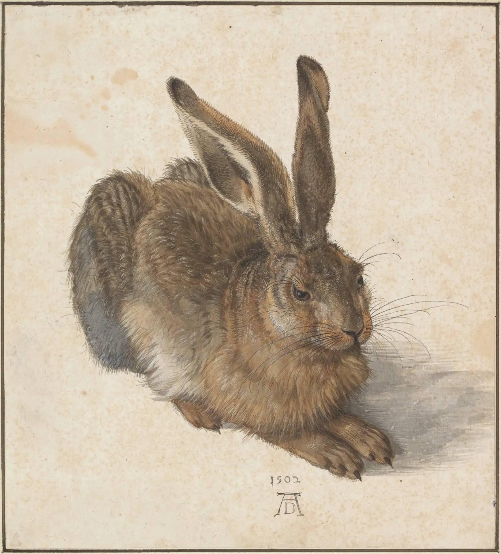 "Заяц" (Feldhase), 1502 г.