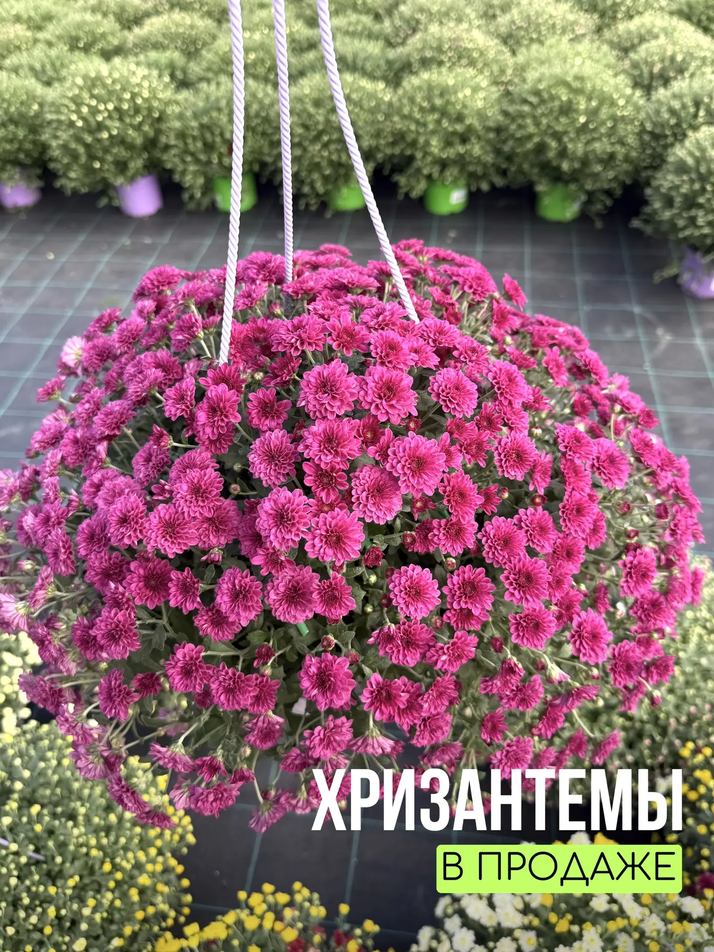 Хризантема мультифлора - королева осени!