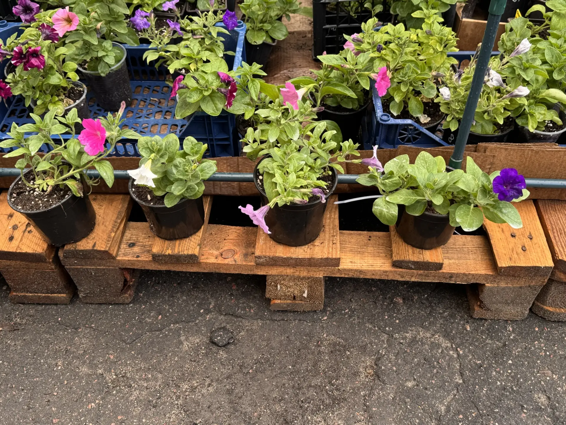 Доброе воскресное утро, мои хорошие!🌸