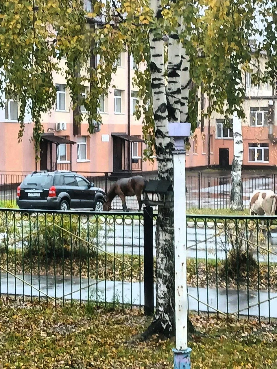 🐴🐮 Кто потерял жеребёнка с коровой?