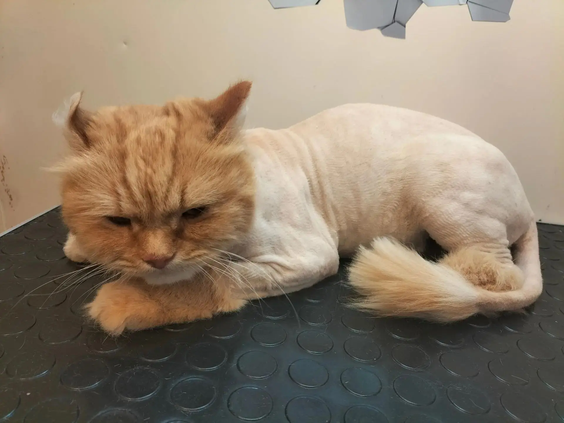 Кот по кличке Лео на летней стрижке!                                                   ...