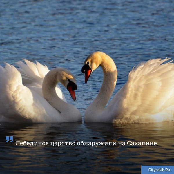 🦢 По социальным сетям сахалинцев разлетелось видео, снятое в Шахтерске. Внимание оператора привлекли