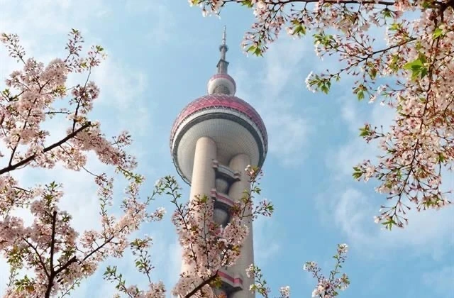 🌸 Китай... в розовом цвете.
