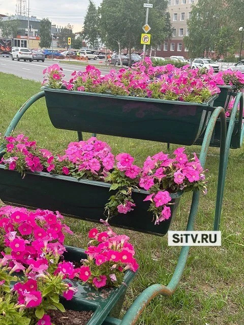 💬 Летний Сургут продолжают украшать — недавно красок с помощью вазонов добавили на ули...