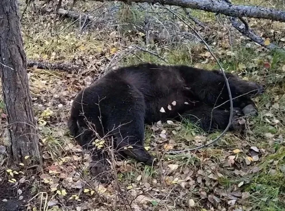 Медведи убили двух мужчин