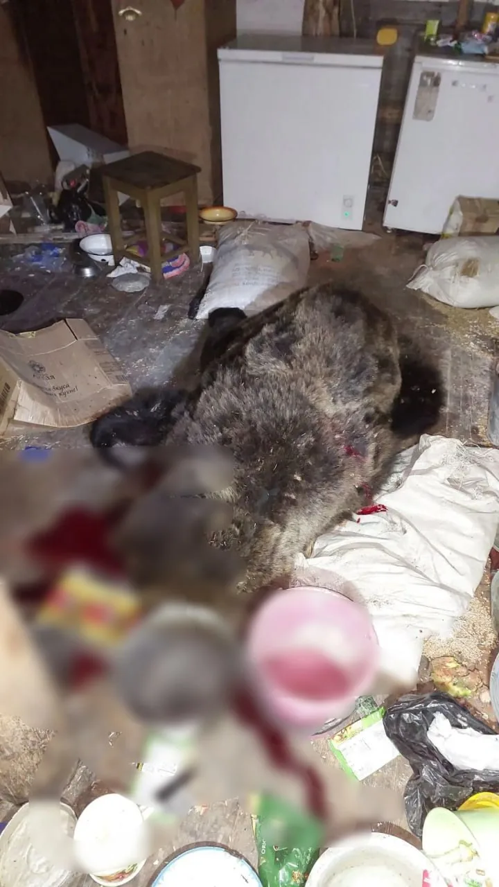 Жители села Суранаш в Турочакском районе просили о помощи из-за нашествия медведей. Пом...