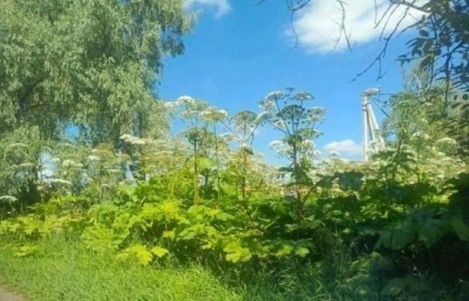 В Моргаушском округе по иску прокуратуры суд обязал собственника сельхозземель уничтожи...