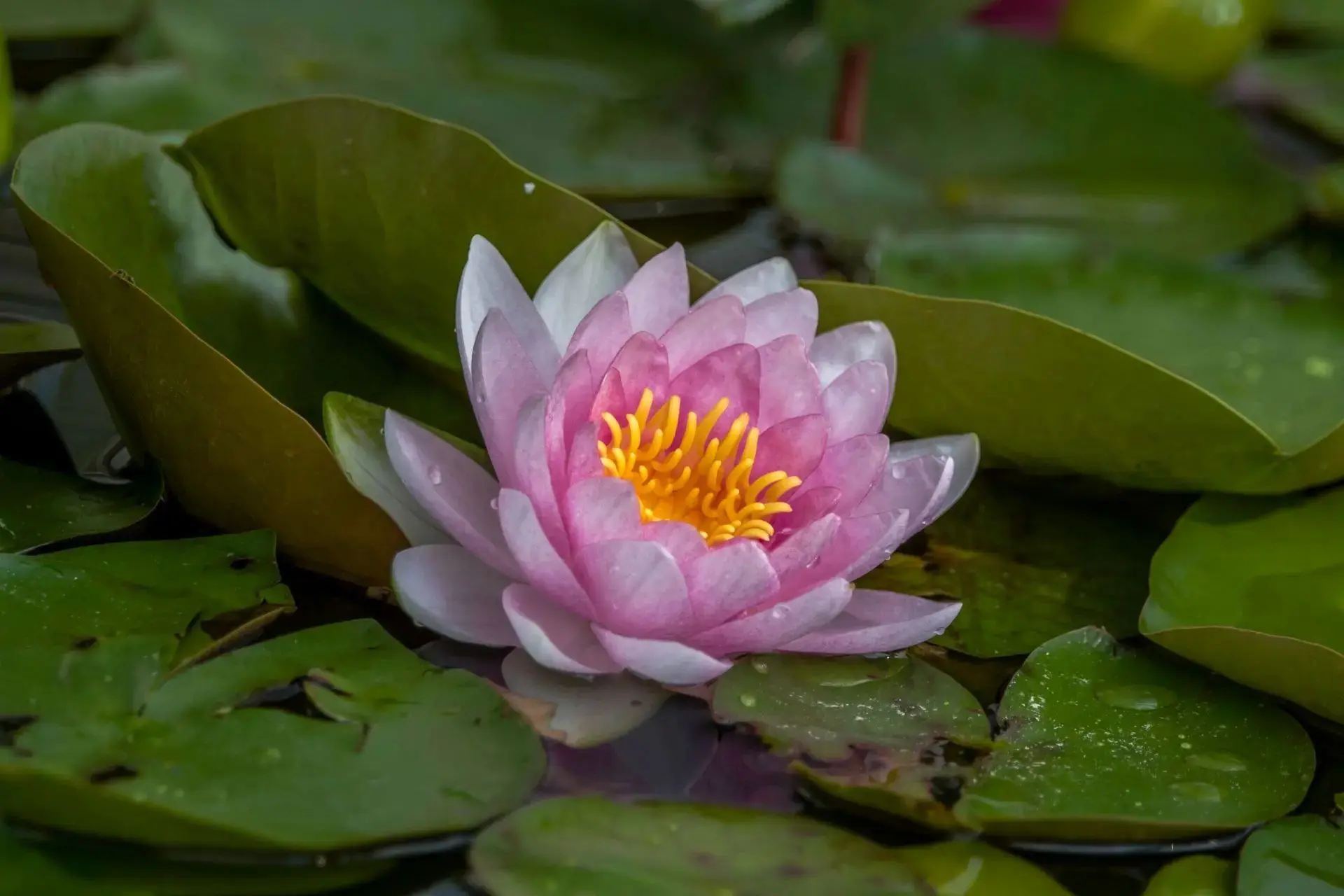 Кувшинки, парк Фрунзе 17 июля 2026 г. 🌸