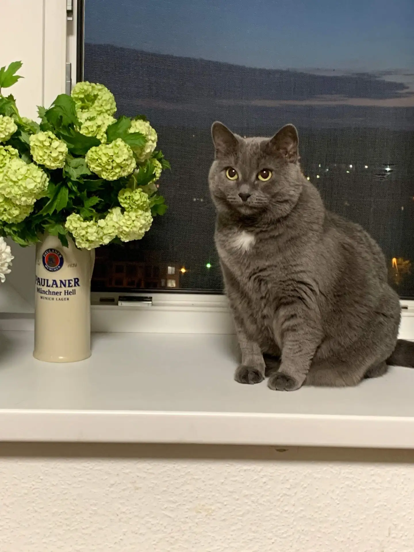 Лапки и хвостики котиков! 🐾

🐱 Каждый кот — это целый мир: где то — озорной хулиган, где то — мудр