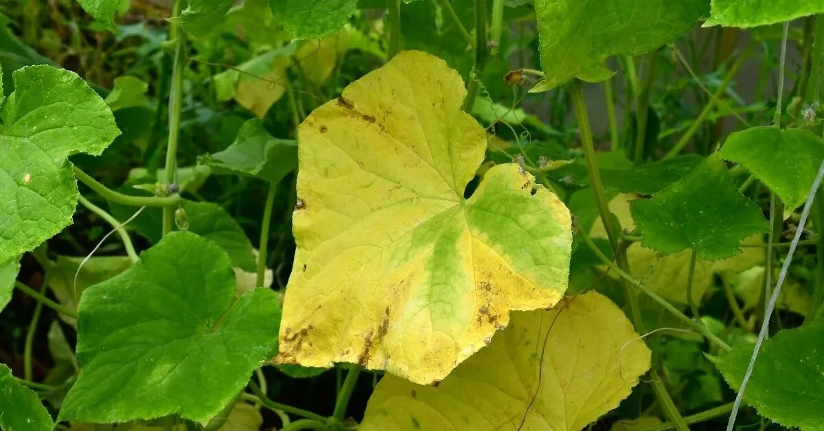 🥒 ПОЧЕМУ ЖЕЛТЕЮТ ЛИСТЬЯ ОГУРЦОВ? И ЧТО ДЕЛАТЬ?

Заметили, что листья на огурцах начали желтеть — от