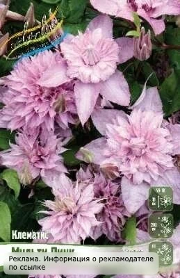 Красивые клематисы для вашего сада 🌸