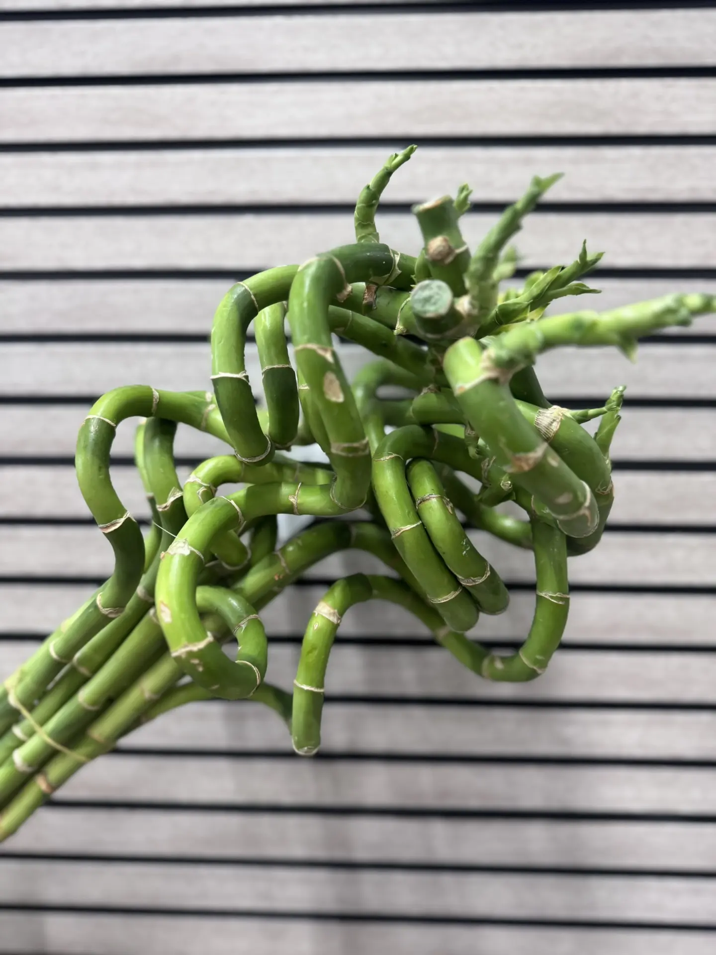 Бамбук 🌿