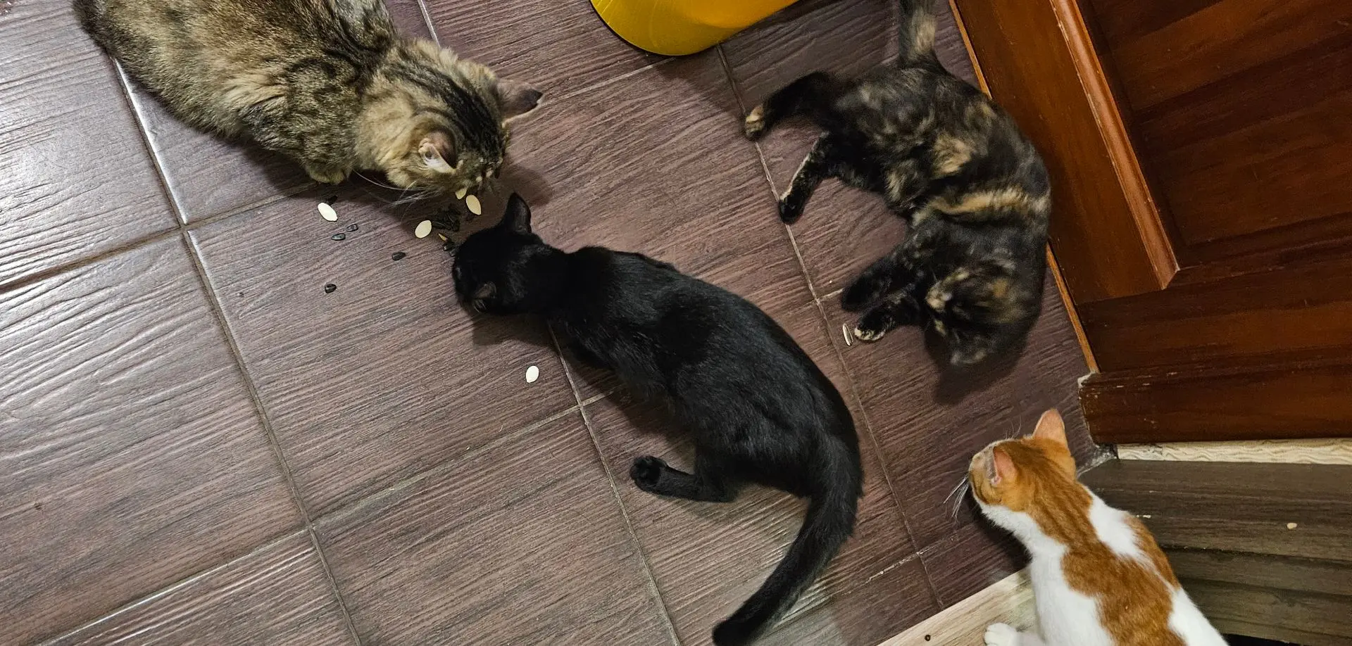 Ну конечно семечки, которые эта банда своровала из пакета, точно надо слопать, вот прям...