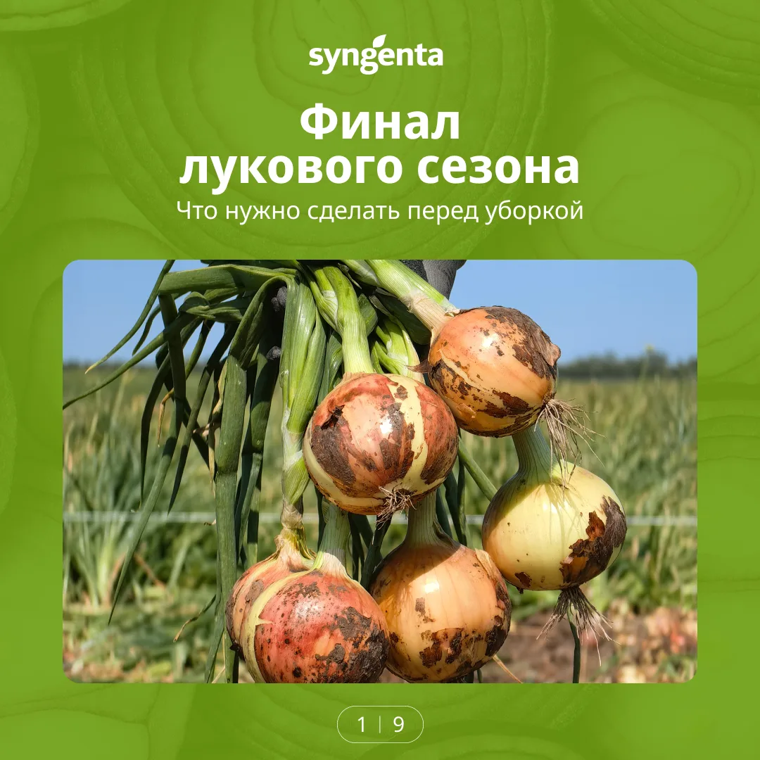 #Syngenta_полезное #Syngenta_вопрос_эксперту #лук