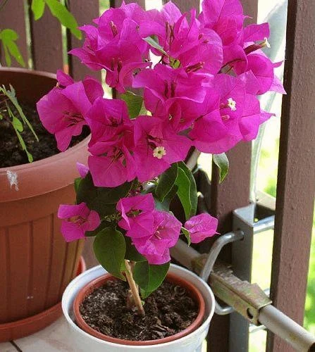 Бугенвиллия — яркая быстрорастущая лиана 🌸

☀️ Любит солнце, цветёт всё лето, а на южном подоконник