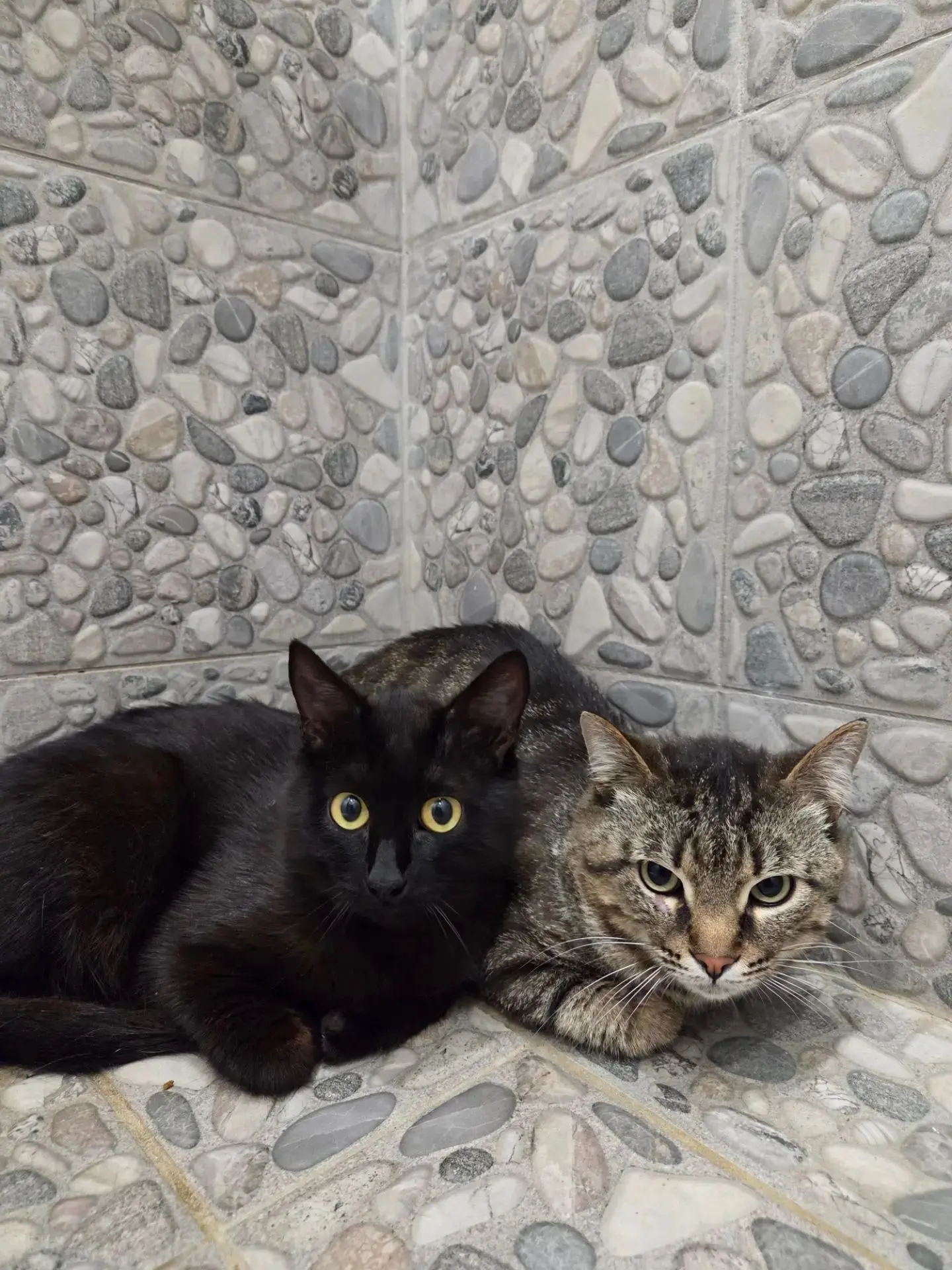 Волжский!!! Двух молодых котиков выбросили на улицу. Коты домашние, в сильном стрессе, ...