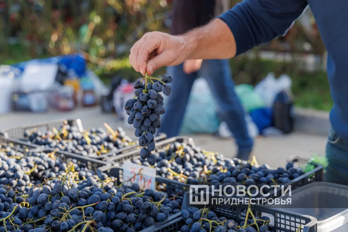 В Бендерах в эту субботу пройдёт фестиваль вина «Изворул винулуй»