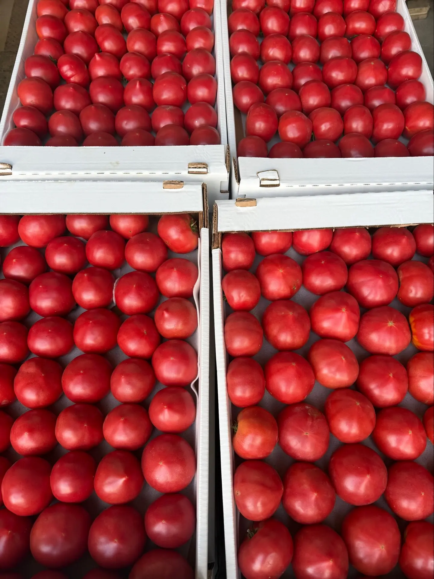 Томат 🍅 Розовый 1кг Дагестан 

189р 
В продаже 🚨🚨🚨

Акция на 3 Дня