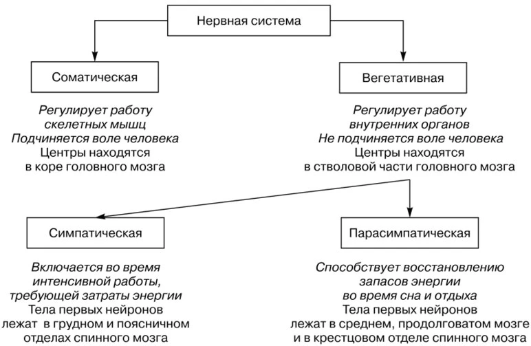 ⭐ Соматическая и вегетативная нервная система