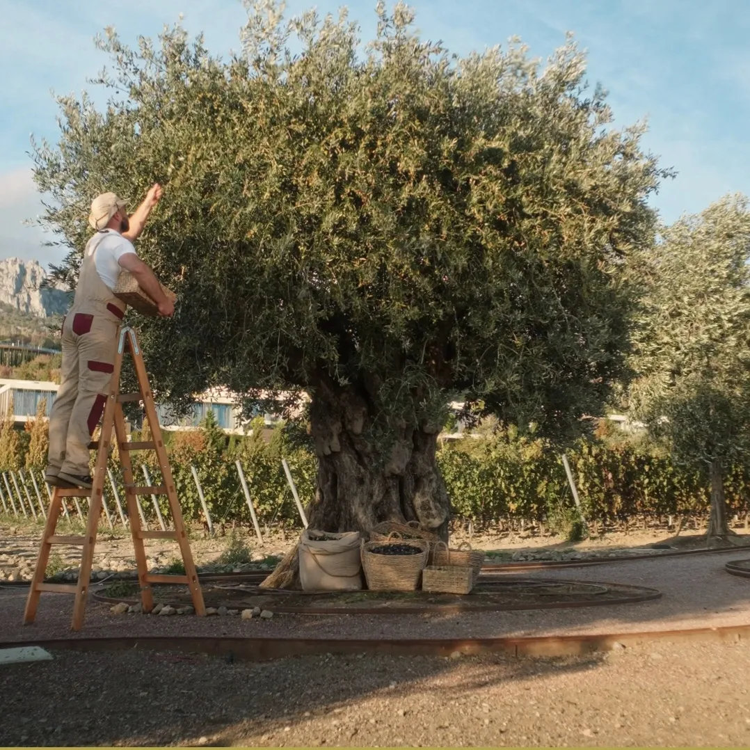 #крым_на_связи Оливковое масло WINEPARK теперь доступно на Ozon. Вы же помните, что в В...