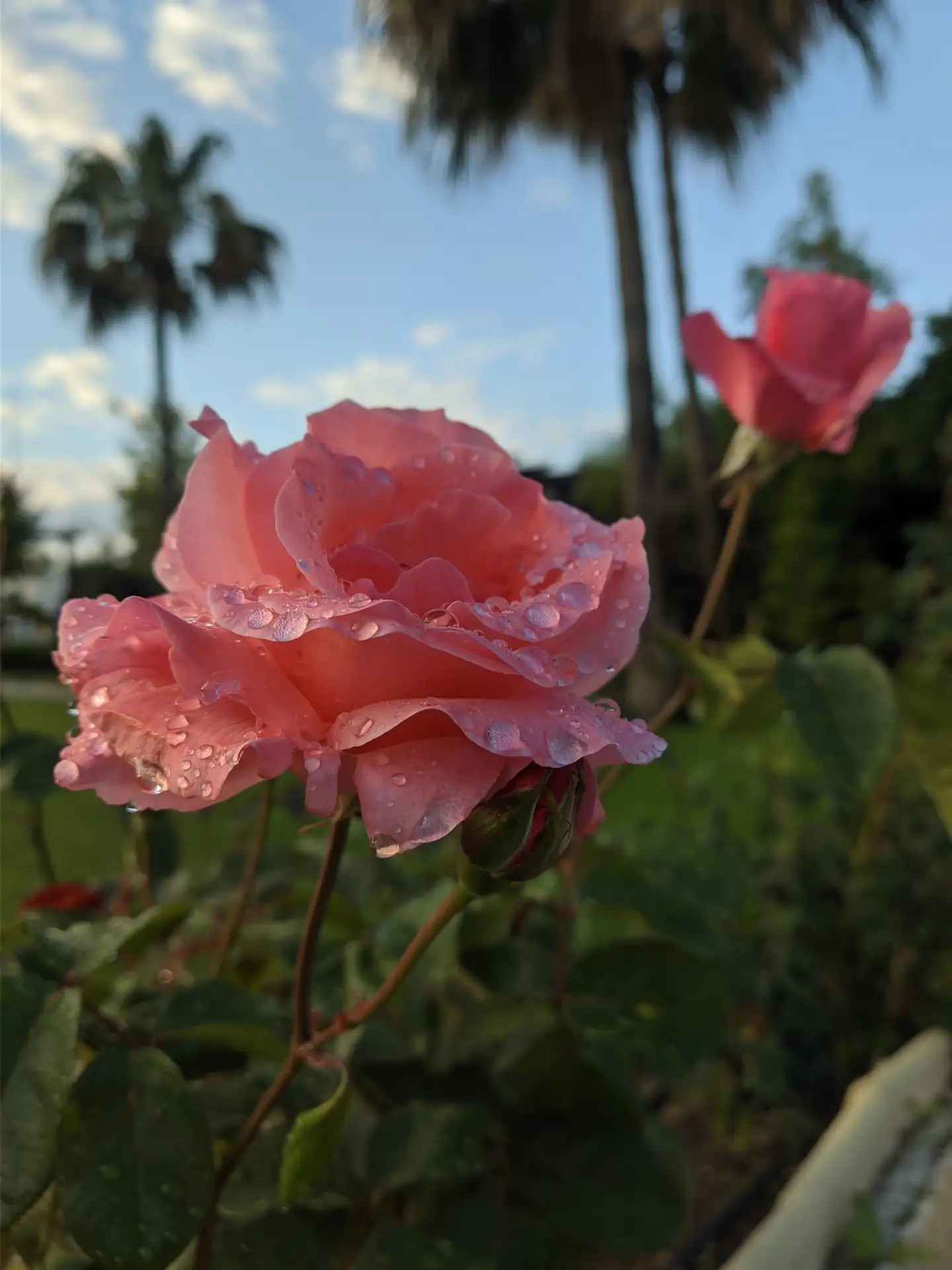 Турция 🌺