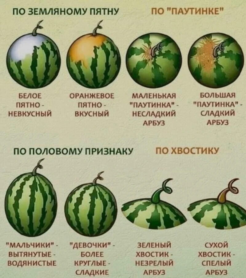 Напоминаю, лишним не будет для сезона арбузов - как выбирать сочный и сладкий