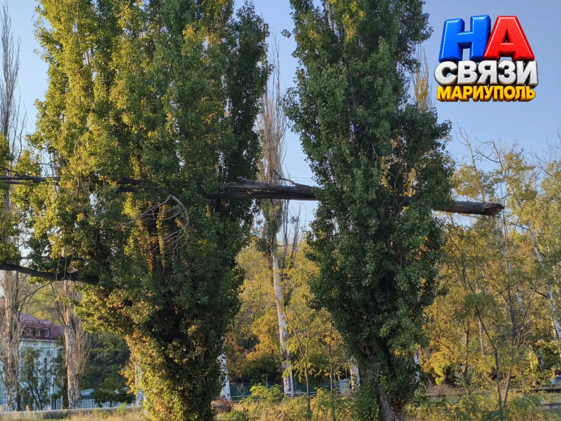 У нас деревья не падают, а просто дождаться отдохнуть))