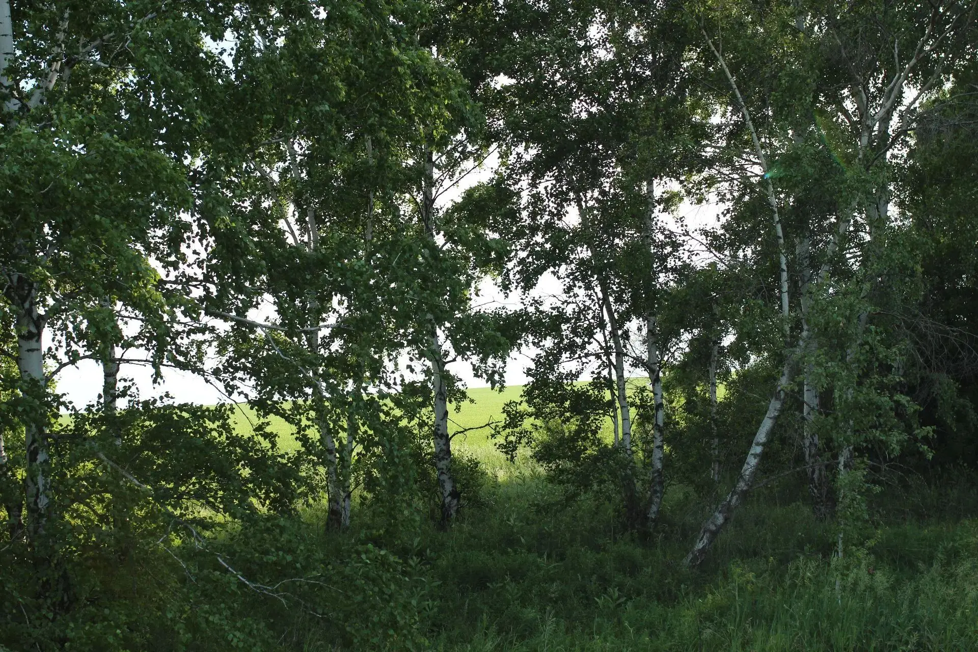 Доброе утро, Жирновский район! 🌳