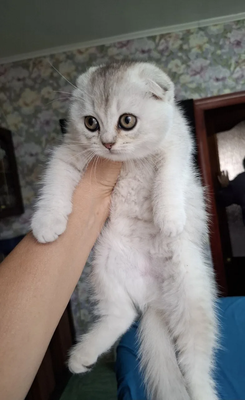 Продам шотландскую вислоухую кошечку, почти 2 мес., Луганск