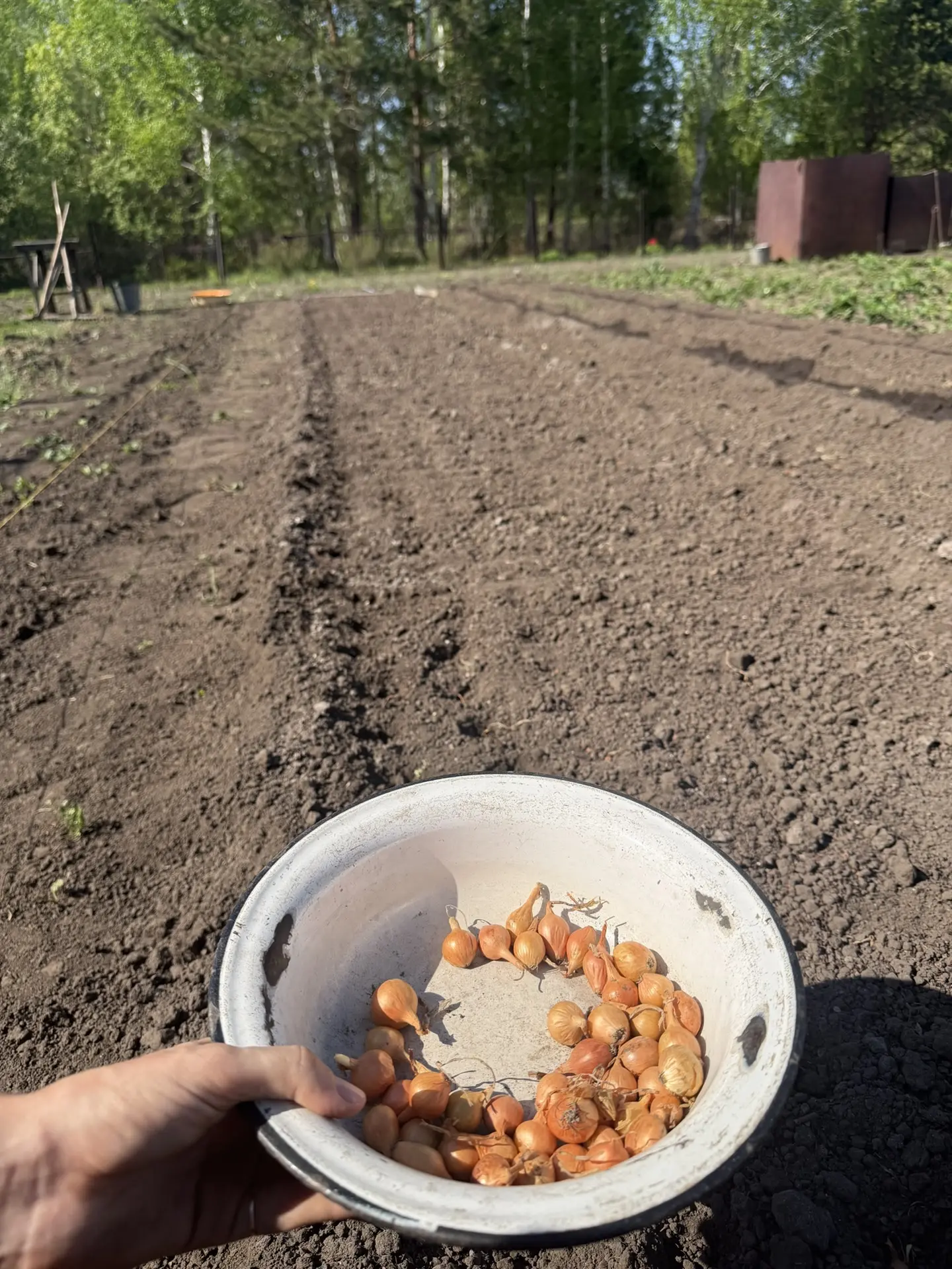 Сегодня занялась посадкой лука-севка. Сажаю не сильно глубоко «по плечики» в земле. Шаг...