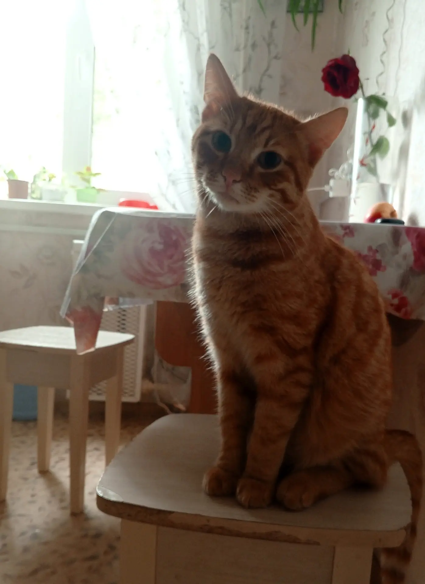 На Боровой 11 подобрали кота, он очень сильно плакал, у кота стресс он постоянно ходит ...