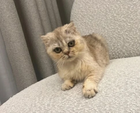❤Пост добра: кошка ищет дом

Кошку спасли ещё котёнком с улицы. Малышка была истощена. Сейчас полнос