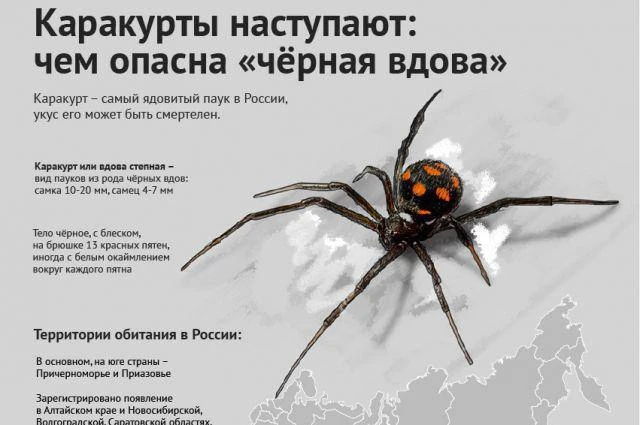 Ядовитые пауки-каракурты могут появиться в Москве.