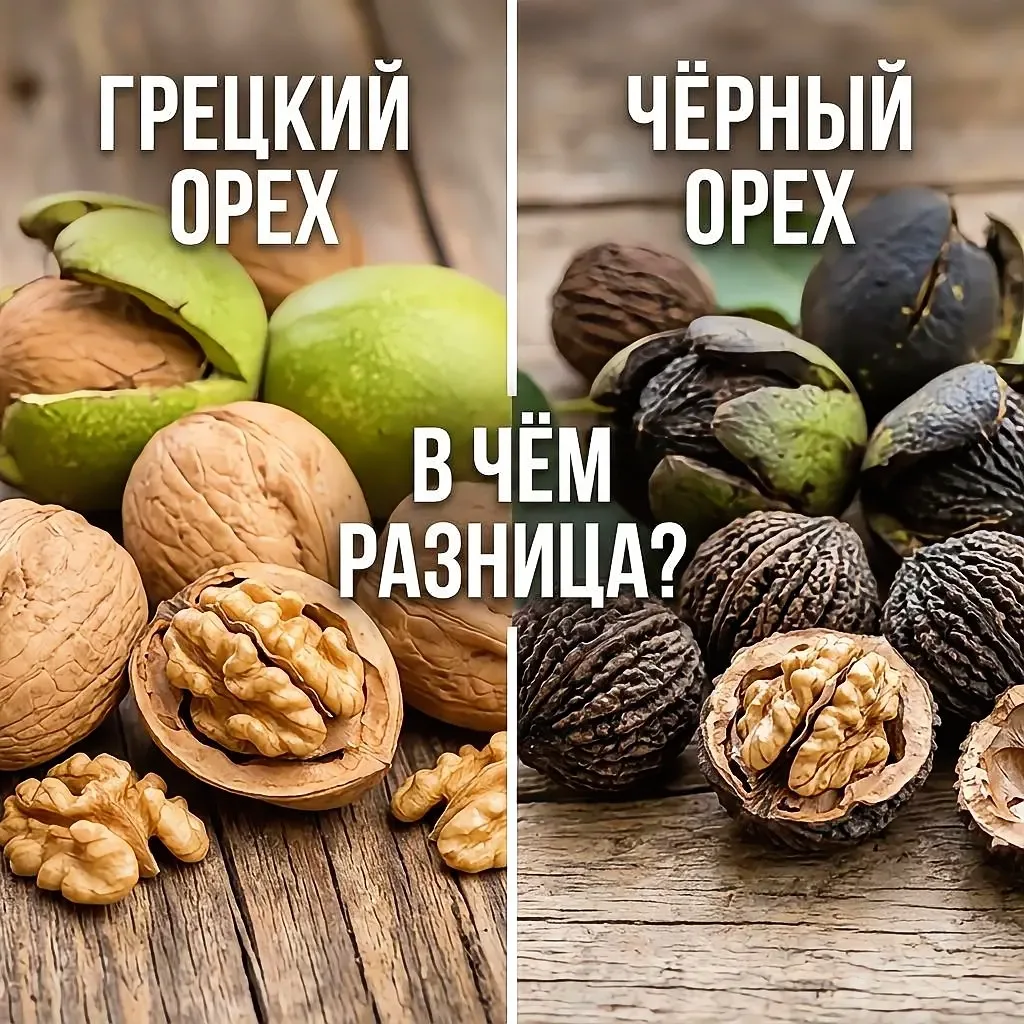 Близнецы, но не братья: в чём разница между грецким и чёрным орехом?🌰