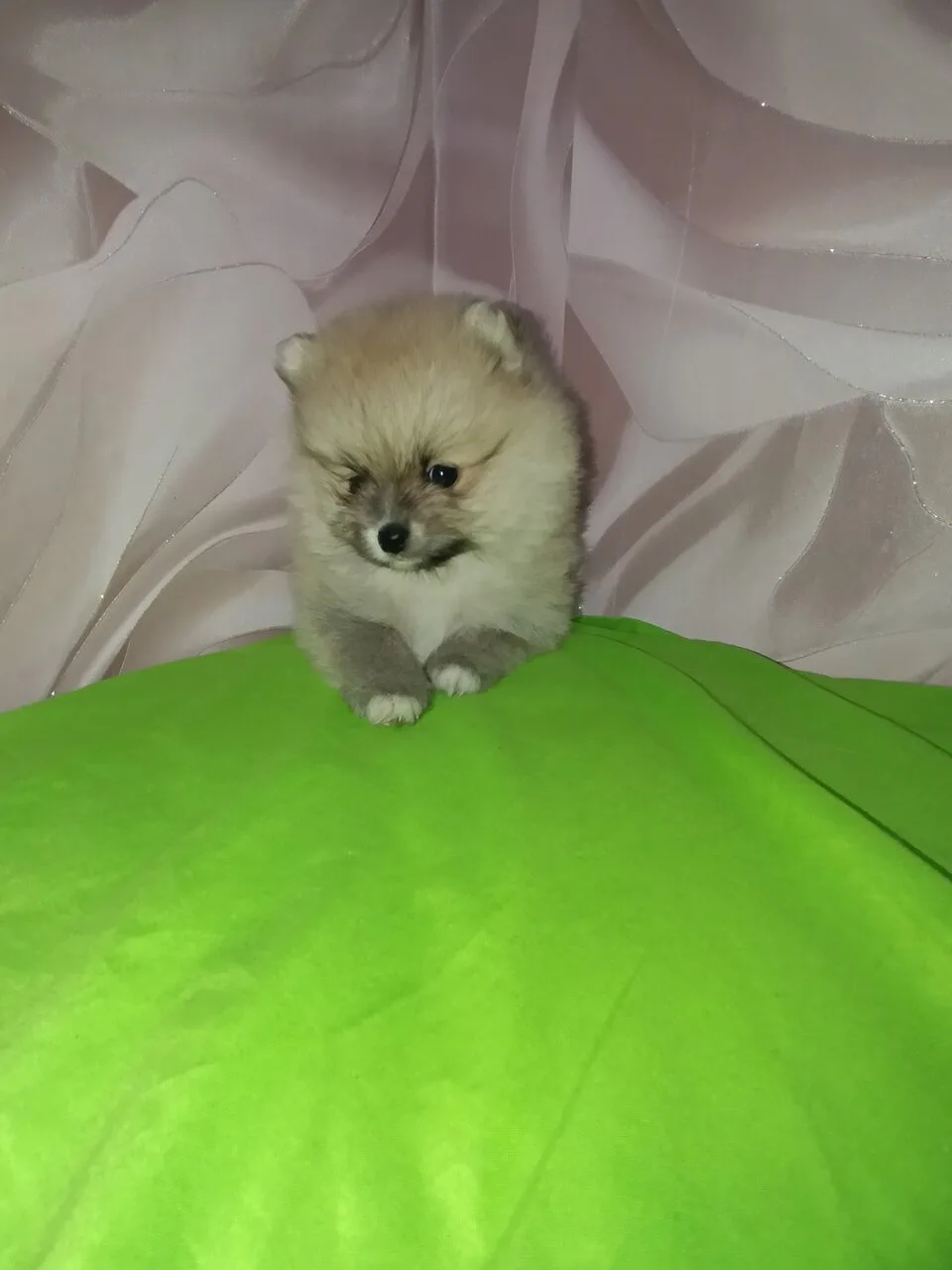 Продам мальчика шпица, 30т