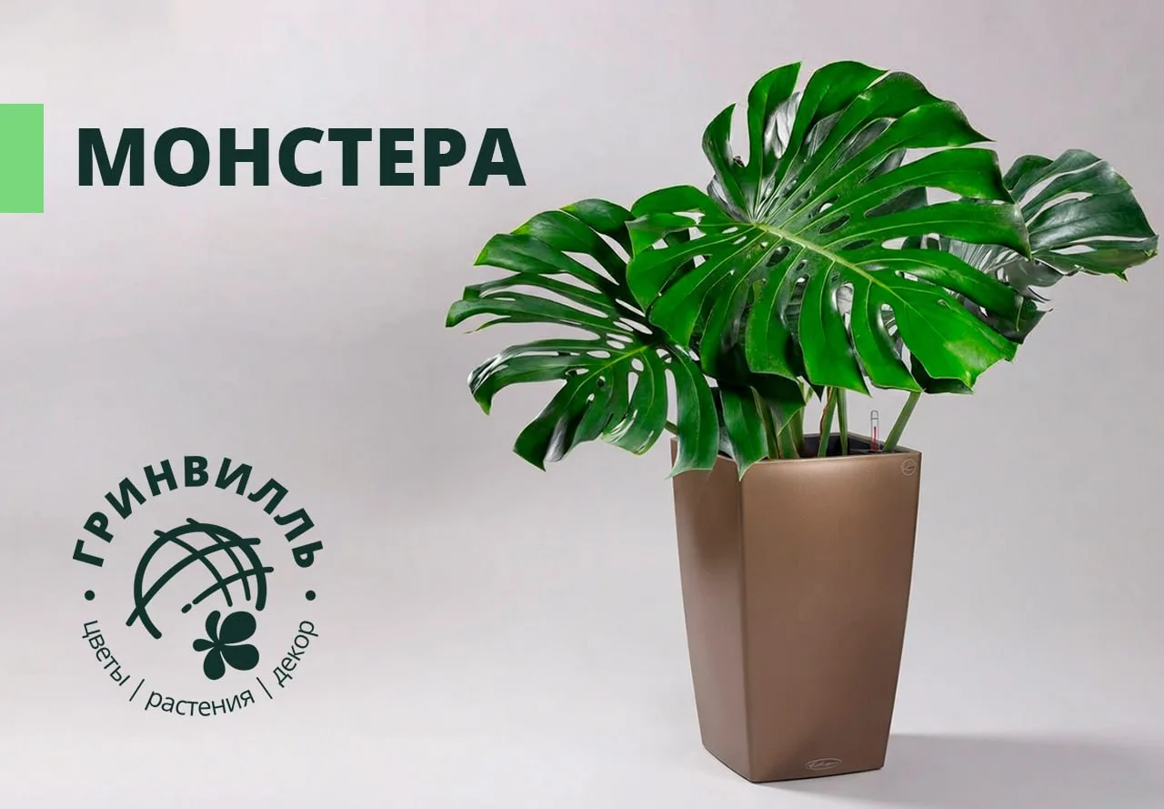 🌿 МОНСТЕРА: ТРОПИЧЕСКИЙ АКЦЕНТ ДЛЯ ИНТЕРЬЕРА