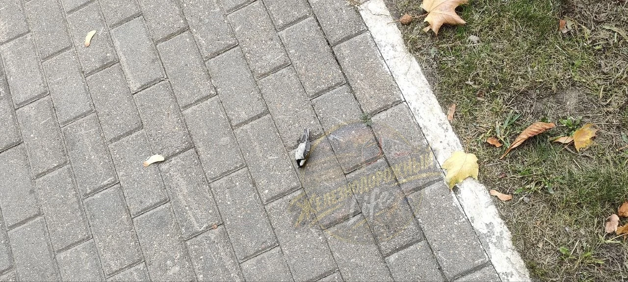 Еще прислали по птицам.