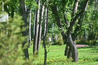 Ученые ЮФУ в Ростове помогут восстановить поврежденные во время стихии деревья

В ходе объезда по Ро