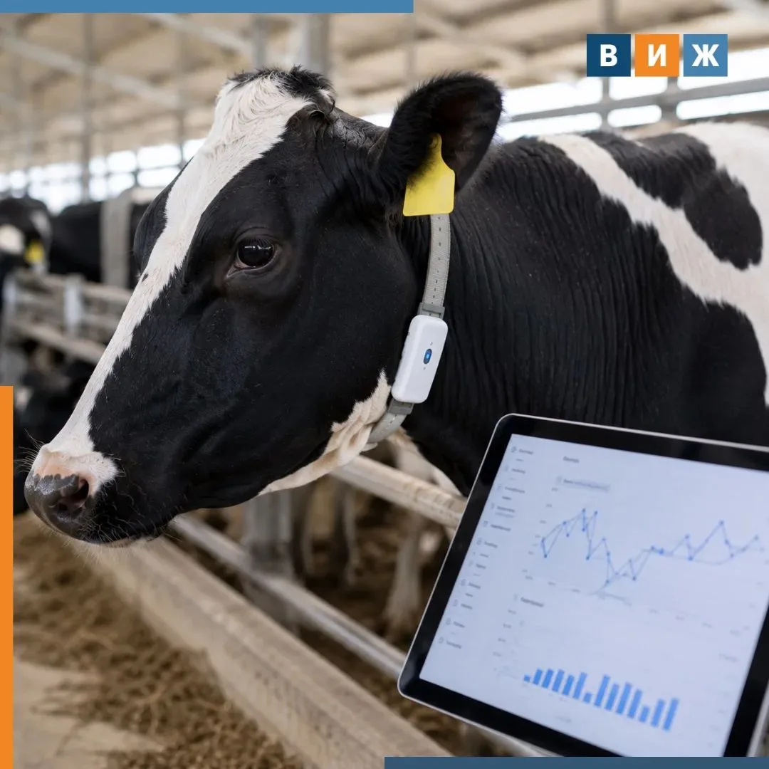 🐮Коровы подключаются