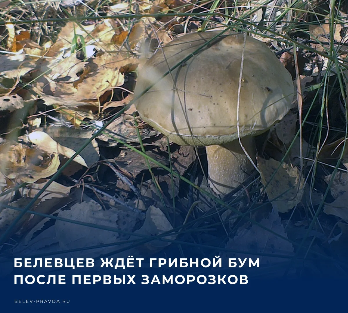 🍃 Белёвцам, увлекающимся «тихой охотой», не стоит убирать лукошки — грибной сезон ещё ...