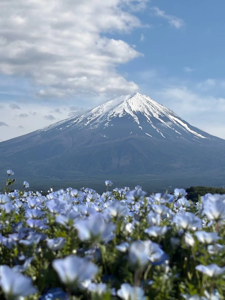 У нас стартовала майская группа по Японии yowad.ru/japan и вот такая красота встретила группу в Кава