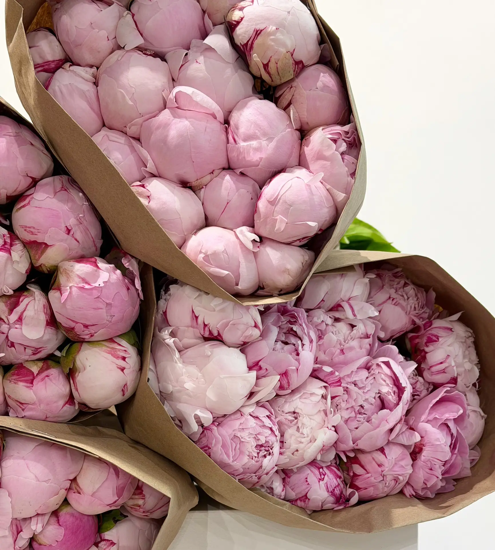 🌸🩷 Настоящее пионовое безумие в Цветут Цветы!