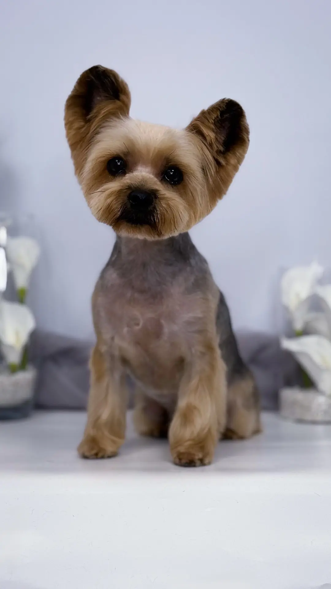 Локи 🐾