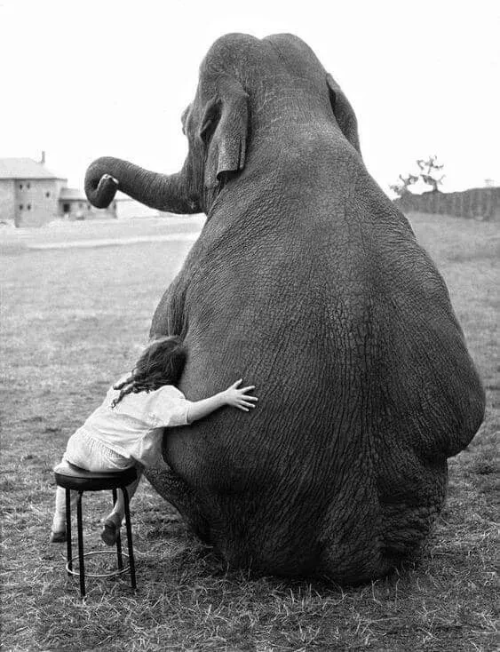 🐘 Друзья