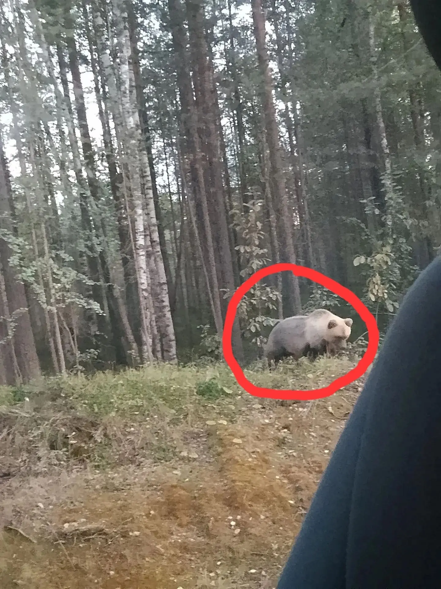 Медведи выходят к людям на Пинежье 🐻