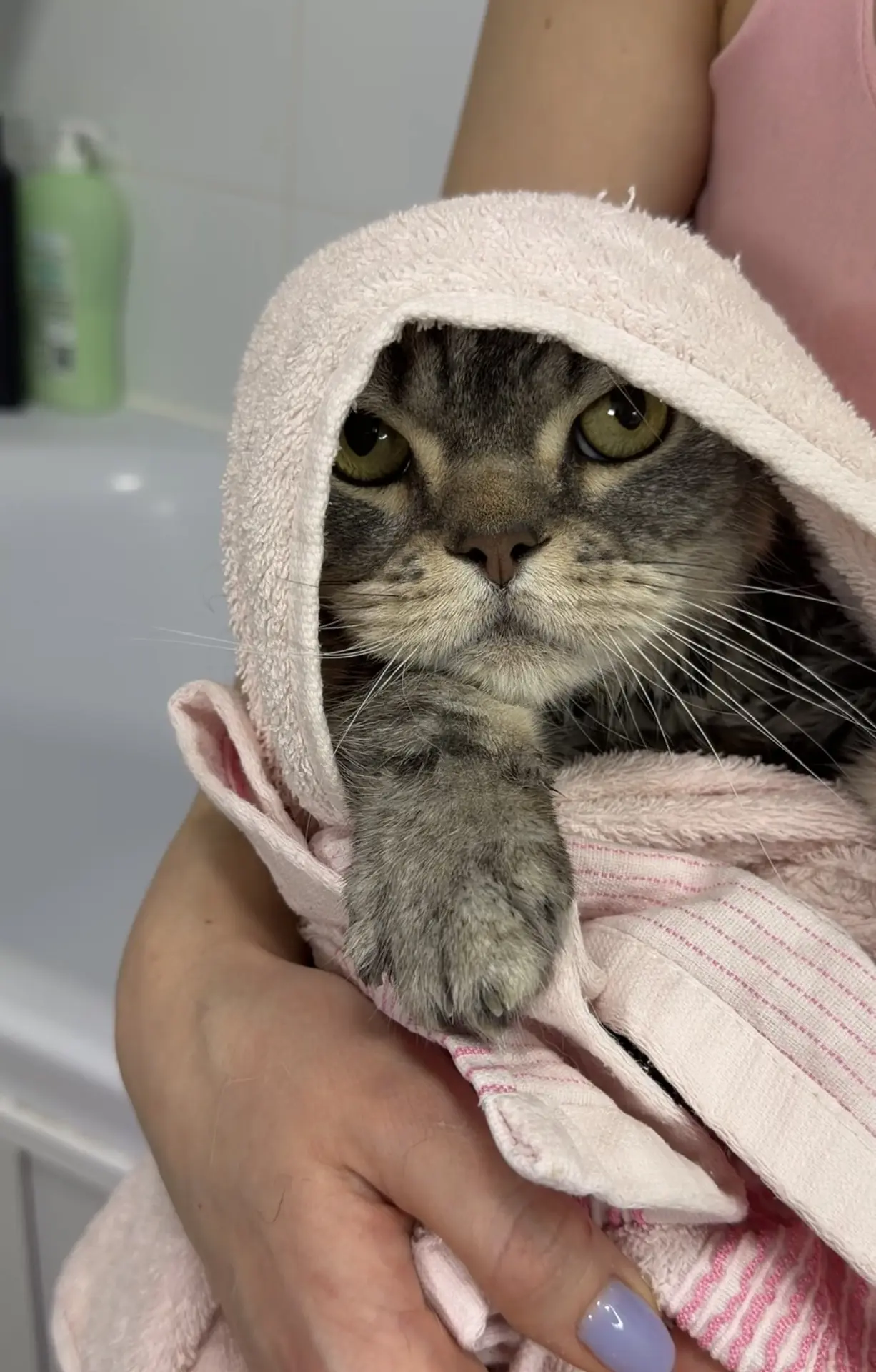 Всех с первым днем весны и с днем кошек! 💐🐱