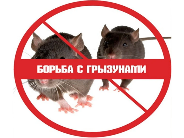 🐀 Дератизация завершена: в наших домах чисто и безопасно!