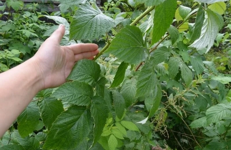 🌱 Обрезка малины в августе: маленькая хитрость для большого урожая — советы от студии ...
